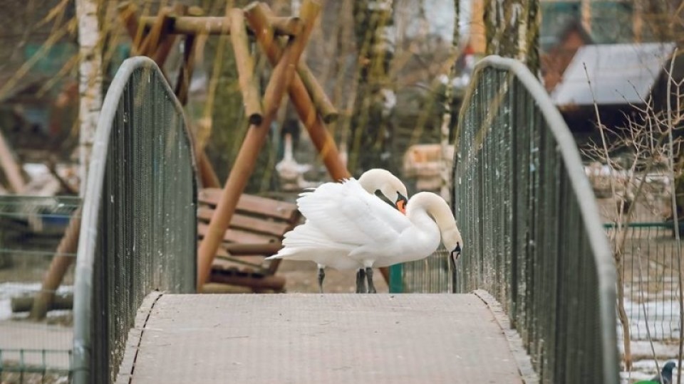 Чому з луцького зоопарку звільняються люди