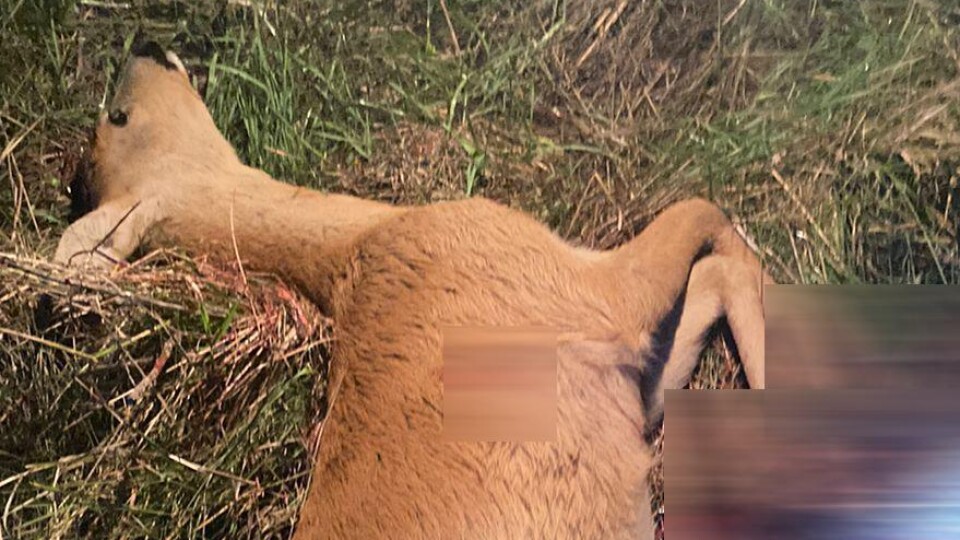Волиняни вночі застрелили двох косуль. Їх вже затримали