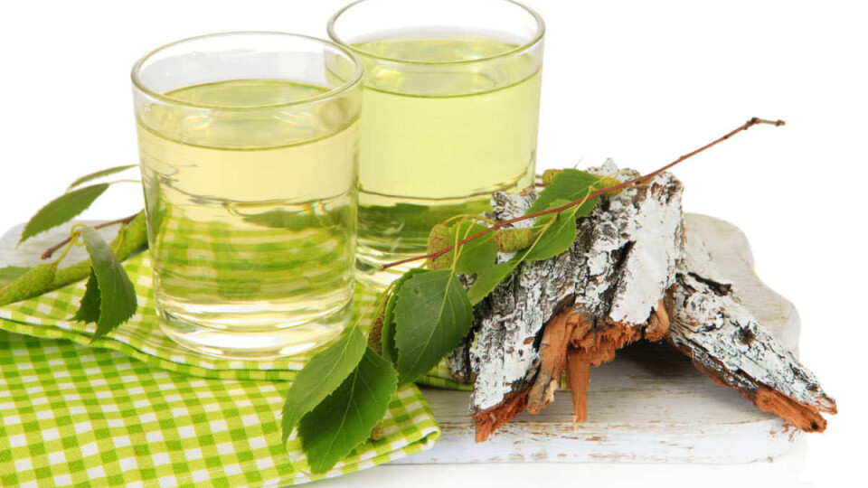 Чим корисний березовий сік: рецепти консервації, де купити на Волині