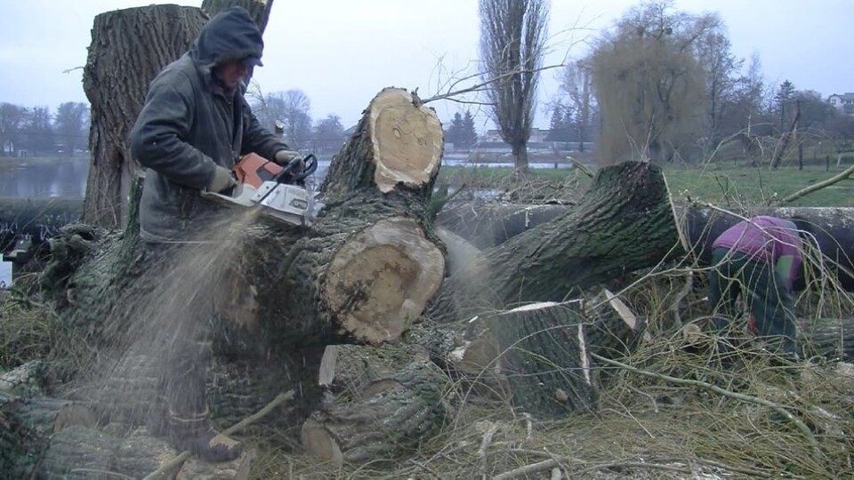У Луцьку зрізають дерева. Кажуть, що вони аварійні, всохлі або вражені шкідниками