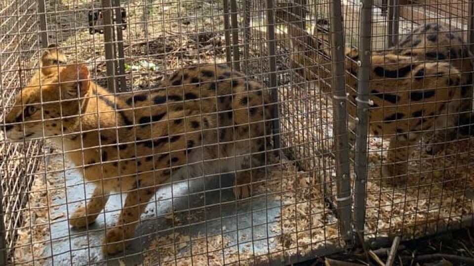 У Луцькому зоопарку нові жителі - пара сервалів
