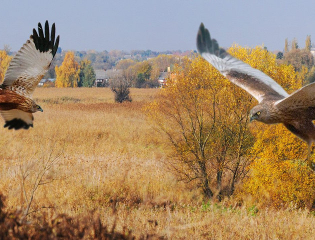 Птахи нашого міста на світлинах луцького фотографа