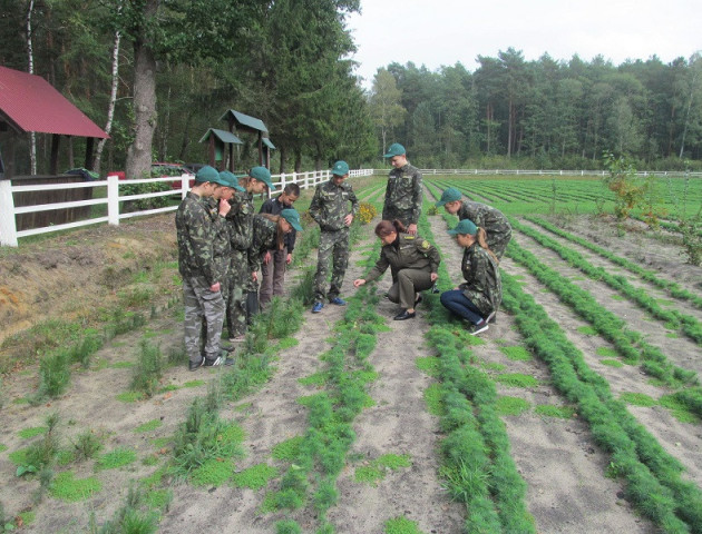 Підготовка до зими: на Любешівщині виростили мільйон сіянців сосни. ФОТО