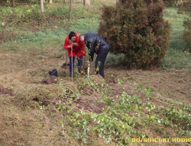 Як у луцькому парку висаджували кущі жасмину. ФОТОРЕПОРТАЖ