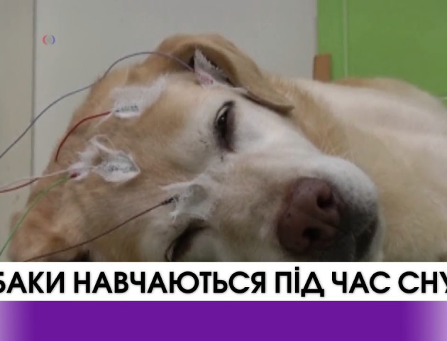 Собаки навчаються під час сну не гірше, ніж вдень