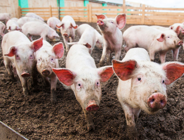 Свині не винні: чому виробництво традиційного українського продукту стало невигідним