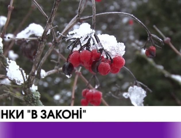 Ялинки «в законі». Скільки коштуватиме новорічне дерево? ВІДЕО