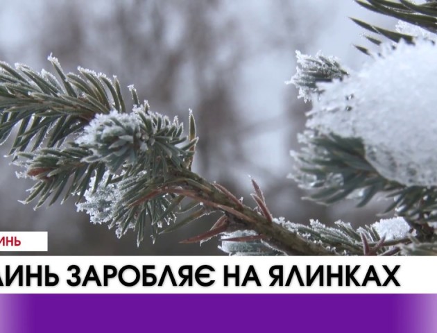 Волинь заробляє на продажі ялинок. ВІДЕО