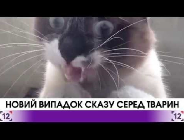 Новий випадок сказу серед тварин на Волині. ВІДЕО