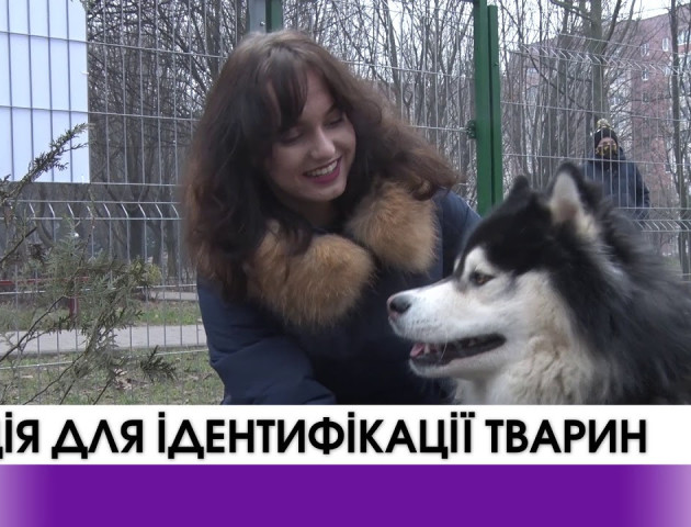 У Луцьку «Ласка» провела акцію для ідентифікації тварин.ВІДЕО