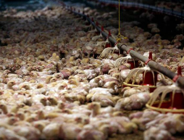 Лише 1/5 українців готові доплачувати за м’ясо і молоко, вироблене без знущань над тваринами