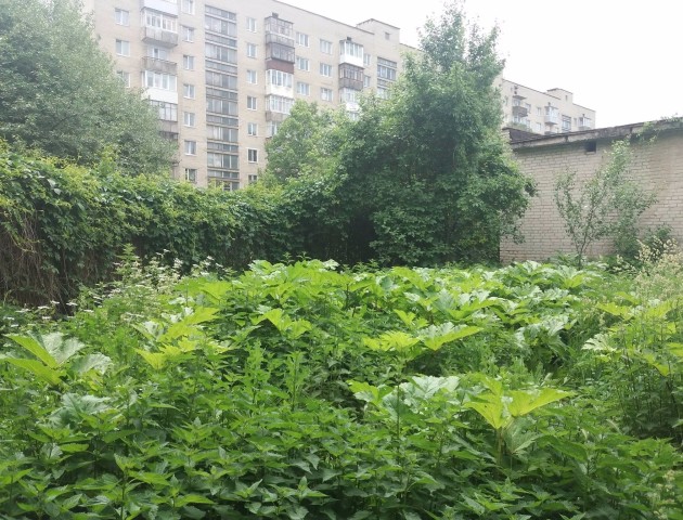 В мікрорайоні Луцька - зарослі токсичного Борщівника
