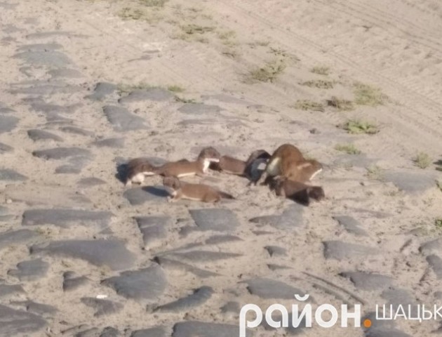 Як у Шацьку ласка переводила через дорогу своє мале потомство