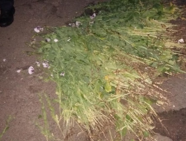 У Луцьку затримали любителя маку