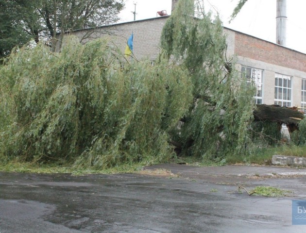 Негода у Нововолинську: верба обірвала лінії електропередач