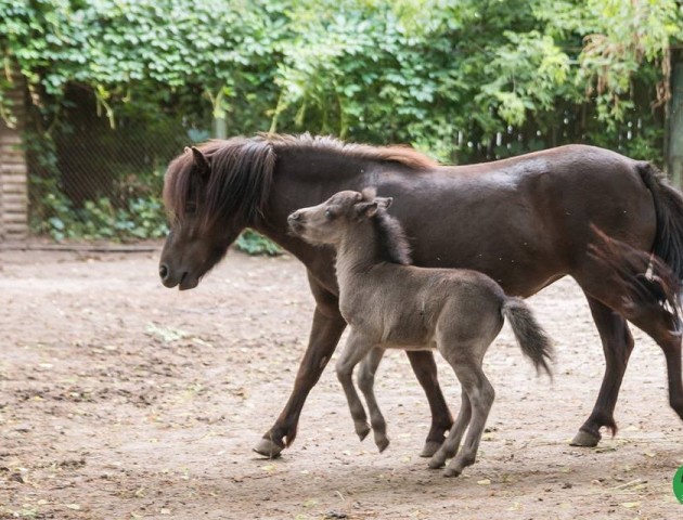 Зворушливі світлини мешканців Луцького зоопарку