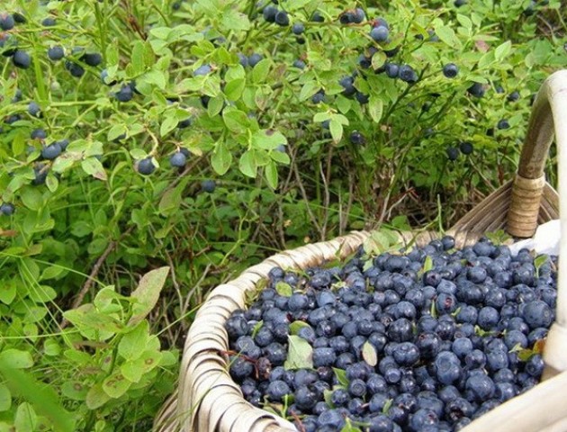 Повідомили, скільки Волинь заробила від заготівлі чорниці