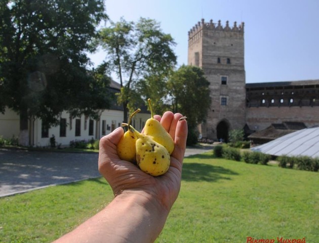 Любартові груші на світлинах луцького фотографа Віктора Чухрая. ФОТО