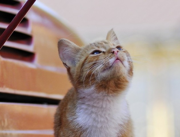 Не про свиню і не про змій! А про оху@№&го котика ;)