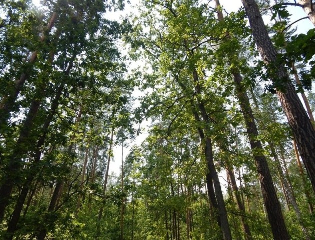 Поліцейські врятували дівчину, яка заблукала в лісі