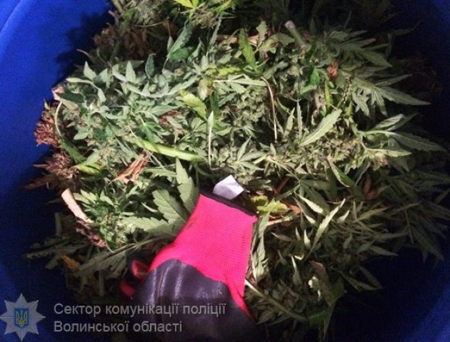 На Волині затримали чоловіка з 10-ма кг марихуани, яку ж він сам і виростив