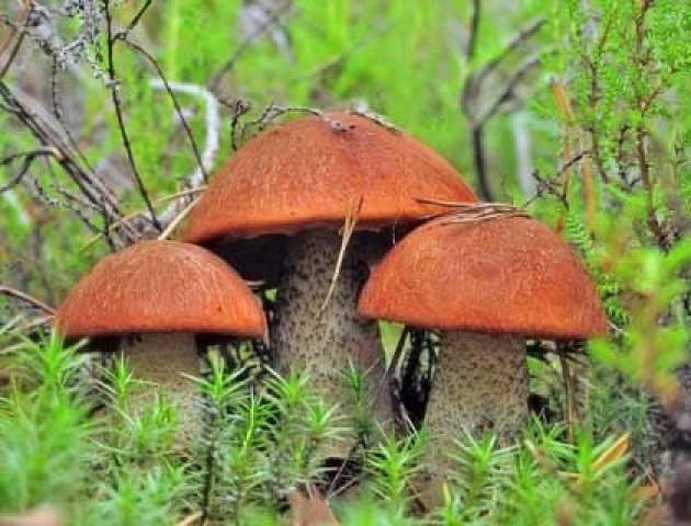 Гриби з радіацією, але не скрізь