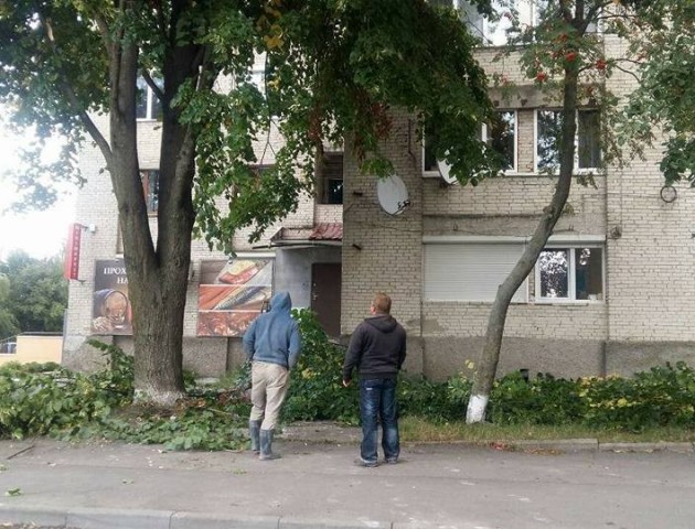 У Луцьку хотіли зрізати гілля, щоб покращити вигляд вивіски магазину