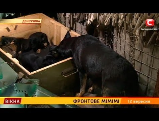Фронтове «мімімі»: звіринець на передовій. ВІДЕО