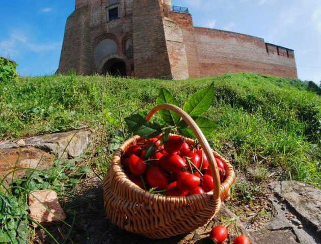 Любартова шипшина у фото луцького фотографа Віктора Чухрая