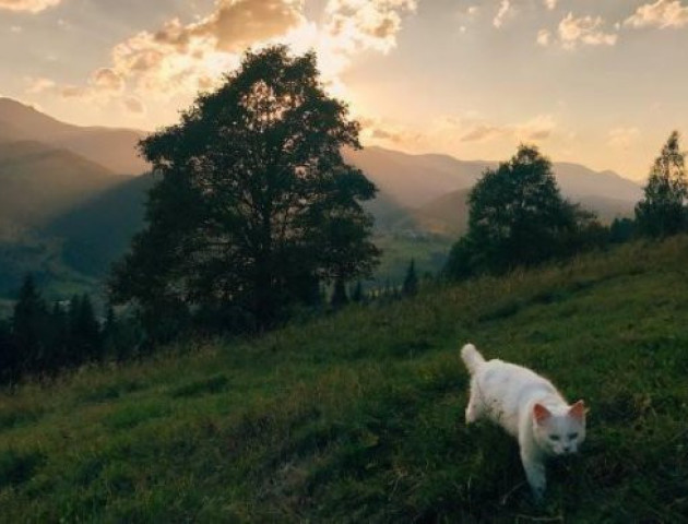 В Instagram обрали найкраще фото українських Карпат