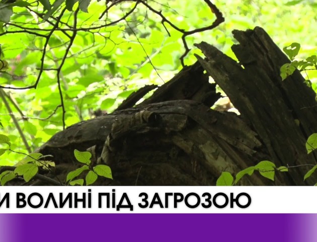 Ліси Волині під загрозою. Відео