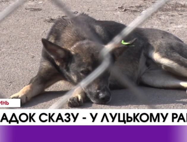 У селі поблизу Луцька - новий випадок сказу тварин. ВІДЕО