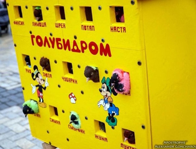 Голубів пофарбували, щоб фотографувати з туристами на Софійській площі