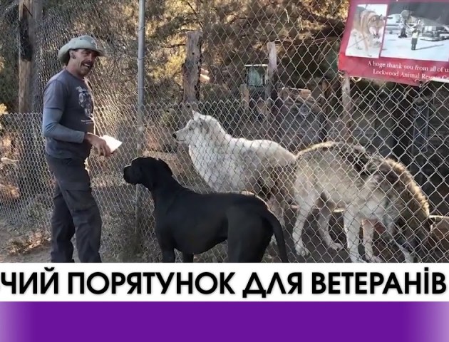 У США військовим допомагають реабілітуватися напіввовки. ВІДЕО