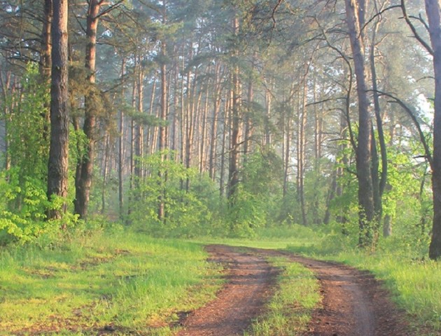 Діяльність керівника «Цуманської пущі» не влаштовує ні депутатів, ні ОДА
