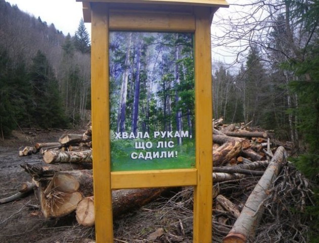 Україна ризикує за декілька років втратити всі соснові ліси