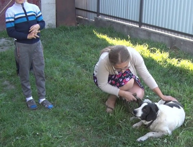 Як живеться луцькому псу Біму у нових господарів. ВІДЕО