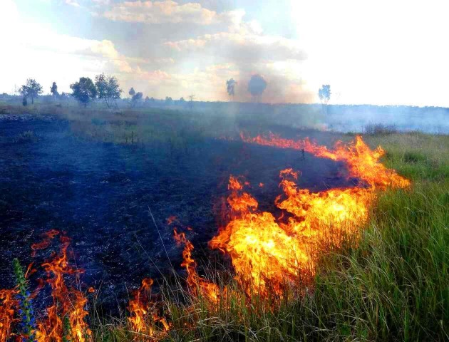 В Україні оголосили найвищий рівень пожежної небезпеки