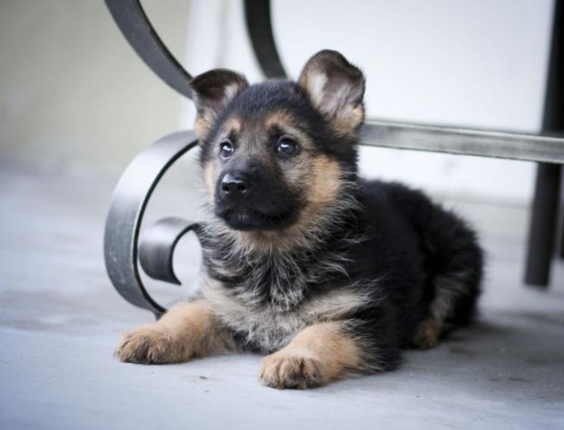 Волинські рятувальники визволили із провалля цуценят. ВІДЕО