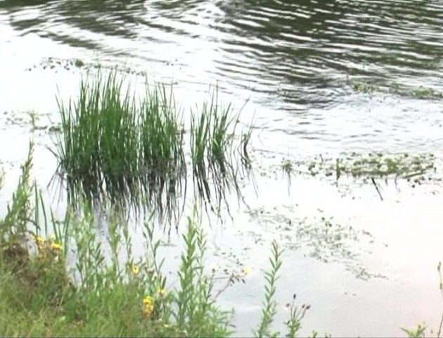 У Луцьку Стир чистять від водоростей. ВІДЕО