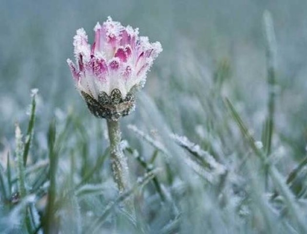Синоптики попередили про заморозки у серпні