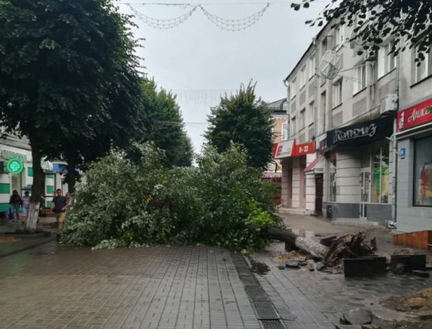 У центрі Луцька хочуть зрізати кілька дерев