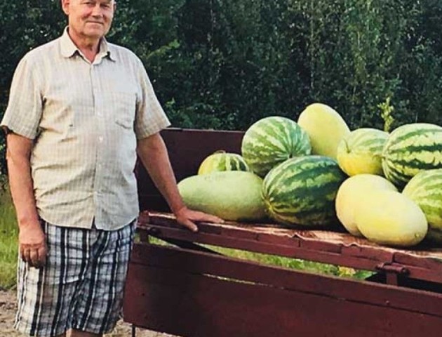Волинянин розповів, як йому вдається 15 років вирощувати гігантські кавуни. ФОТО